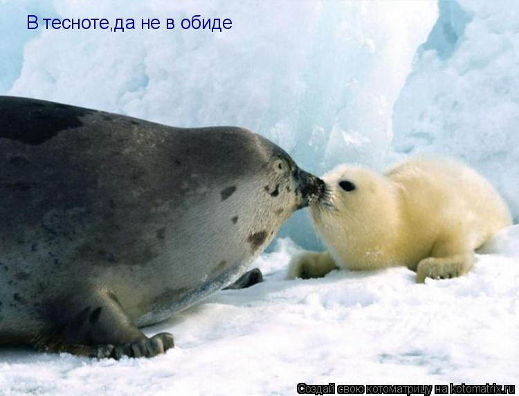 В тесноте,да не в обиде... Котоматрица: В тесноте,да не в обиде