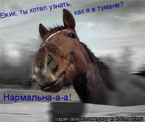 Ежик, ты хотел узнать, как я в тумане? Нармальна-а-а!... Котоматрица: Ежик, ты хотел узнать, как я в тумане? Нармальна-а-а!