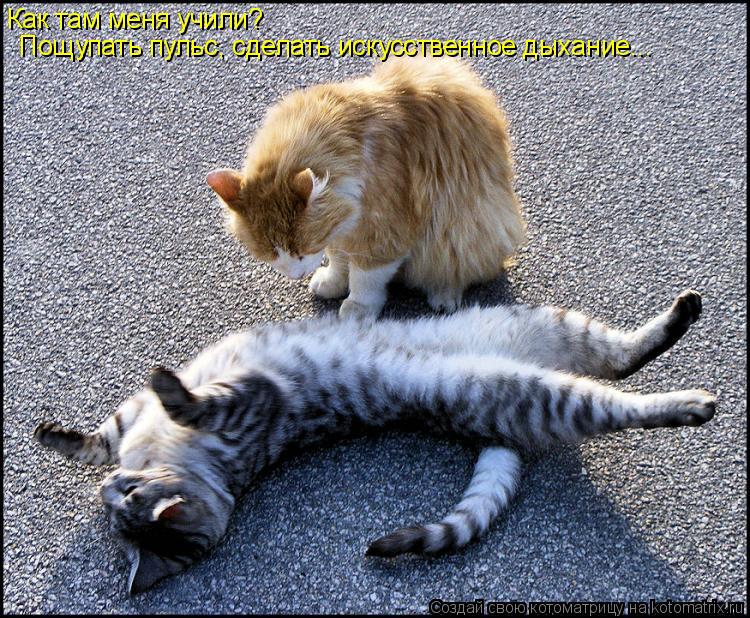 Как там меня учили? Пощупать пульс, сделать искусственное дыхание...... Котоматрица: Как там меня учили? Пощупать пульс, сделать искусственное дыхание...