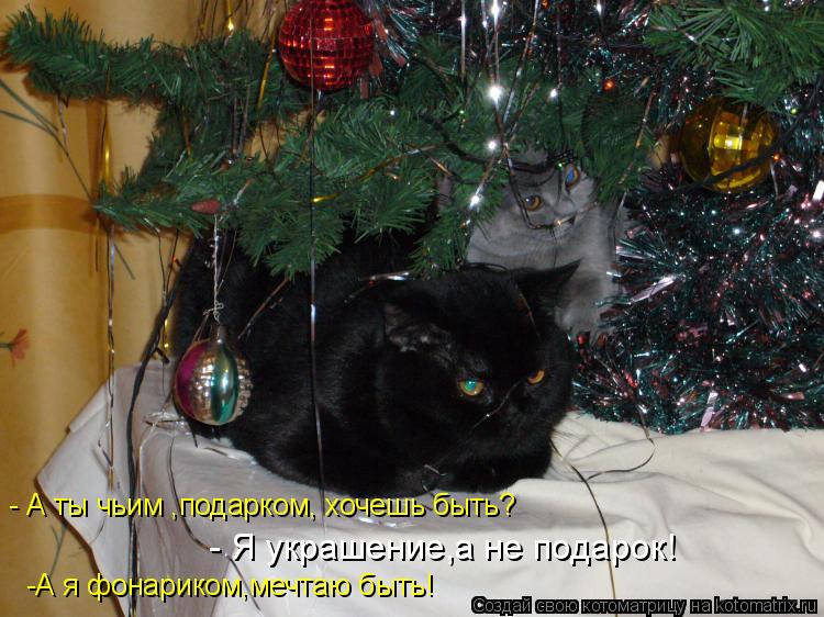 -А я фонариком,мечтаю быть! - А ты чьим ,подарком, хочешь быть? - Я украшение,а не подарок!... Котоматрица: -А я фонариком,мечтаю быть! - А ты чьим ,подарком, хочешь быть? - Я украшение,а не подарок!