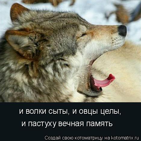 Котоматрица: и волки сыты, и овцы целы,  и пастуху вечная память