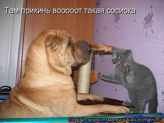 Там прикинь вооооот такая сосиска... Котоматрица: Там прикинь вооооот такая сосиска