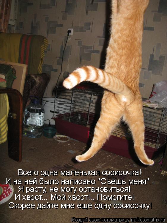 Котоматрица: Всего одна маленькая сосисочка! И на ней было написано "Съешь меня". Я расту, не могу остановиться! И хвост... Мой хвост!.. Помогите! Скорее дайт