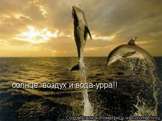 солнце воздух и вода-урра!!... Котоматрица: солнце воздух и вода-урра!!