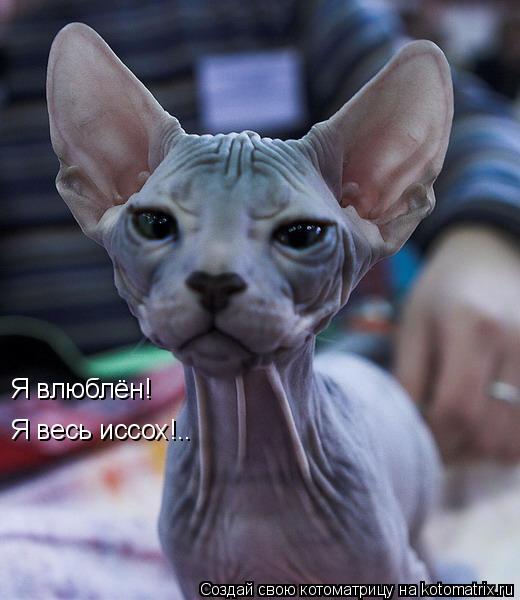 Котоматрица: Я влюблён! Я весь иссох!..