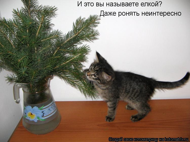 И это вы называете елкой? Даже ронять неинтересно... Котоматрица: И это вы называете елкой? Даже ронять неинтересно