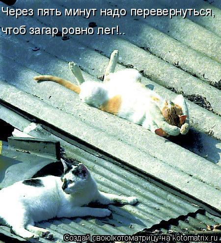 Через пять минут надо перевернуться, чтоб загар ровно лег!..... Котоматрица: Через пять минут надо перевернуться, чтоб загар ровно лег!..