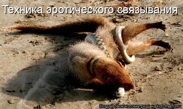 Техника эротического связывания... Котоматрица: Техника эротического связывания