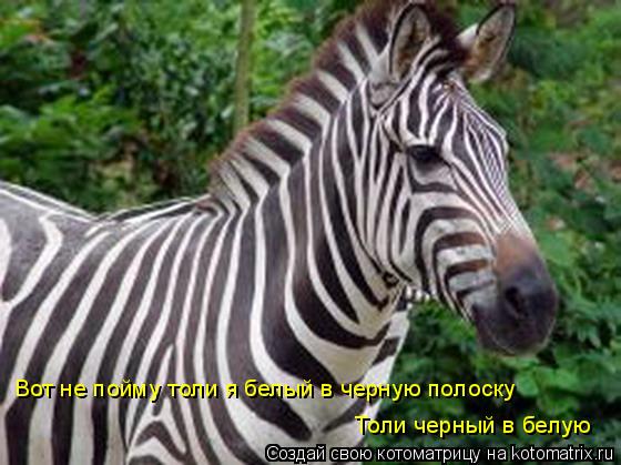 Котоматрица: Вот не пойму толи я белый в черную полоску Толи черный в белую