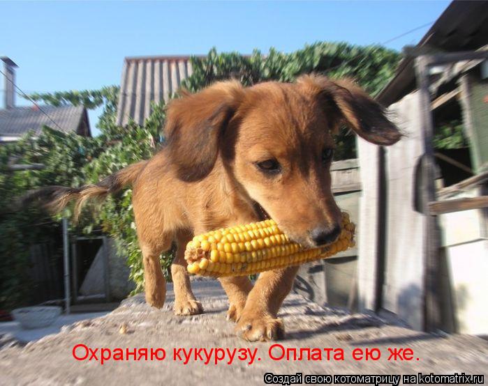 Охраняю кукурузу. Оплата ею же.... Котоматрица: Охраняю кукурузу. Оплата ею же.