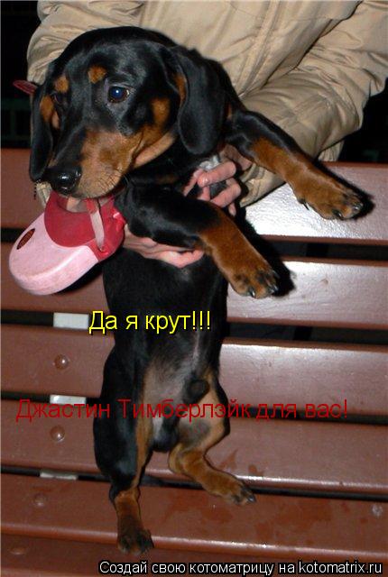 Да я крут!!! Джастин Тимберлэйк для вас!... Котоматрица: Да я крут!!! Джастин Тимберлэйк для вас!