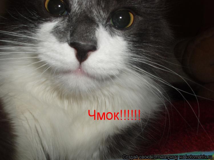 Котоматрица: Чмок!!!!!!
