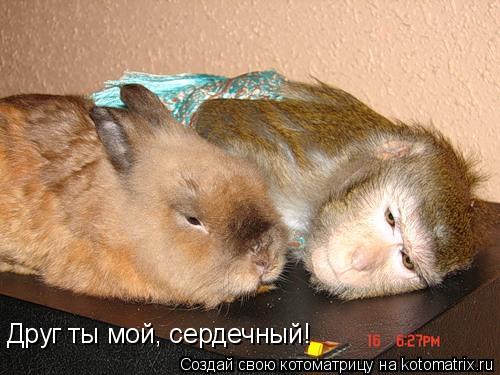 Друг ты мой, сердечный!... Котоматрица: Друг ты мой, сердечный!