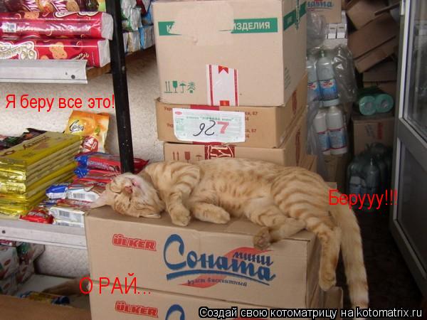 Котоматрица: Я беру все это! Берууу!!! О РАЙ...