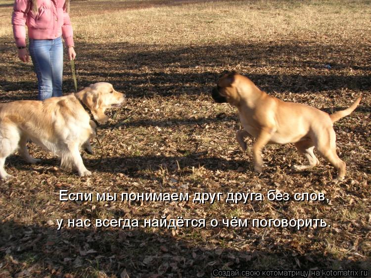 Если мы понимаем друг друга без слов, у нас всегда найдётся о чём поговорить.... Котоматрица: Если мы понимаем друг друга без слов, у нас всегда найдётся о чём поговорить.