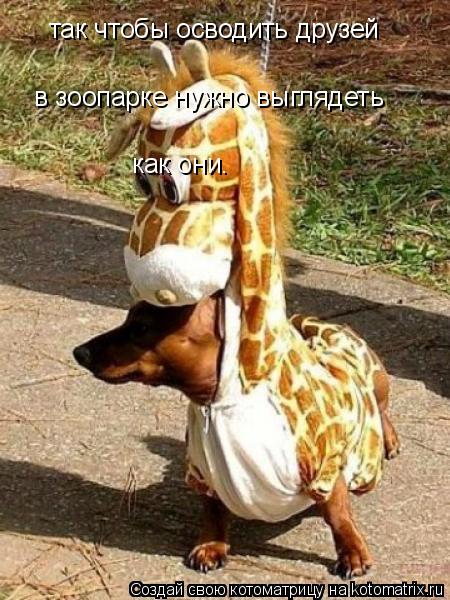 так чтобы осводить друзей в зоопарке нужно выглядеть как они.... Котоматрица: так чтобы осводить друзей в зоопарке нужно выглядеть как они.