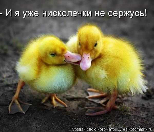 - И я уже нисколечки не сержусь!... Котоматрица: - И я уже нисколечки не сержусь!