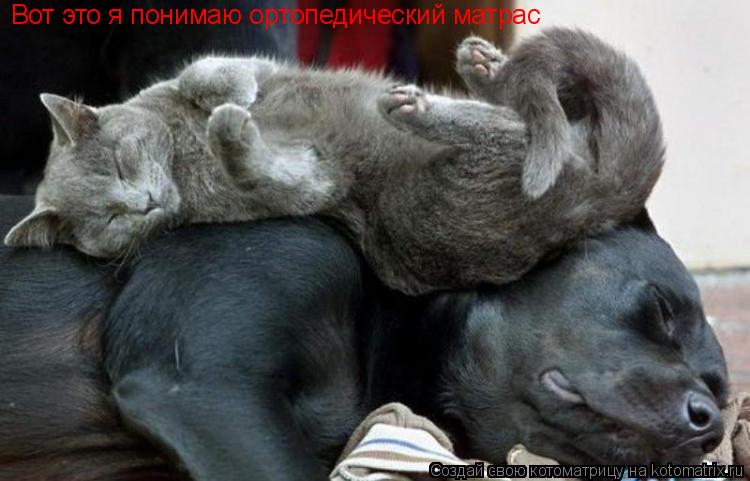 Вот это я понимаю ортопедический матрас... Котоматрица: Вот это я понимаю ортопедический матрас