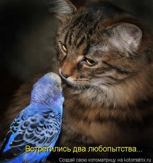 Встретились два любопытства...... Котоматрица: Встретились два любопытства...