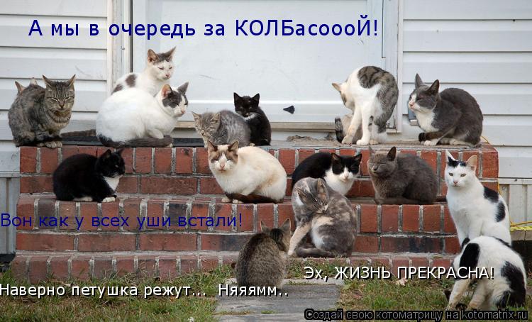 Котоматрица: А мы в очередь за КОЛБасоооЙ! Вон как у всех уши встали! Наверно петушка режут...  Няяямм.. Эх, ЖИЗНЬ ПРЕКРАСНА!