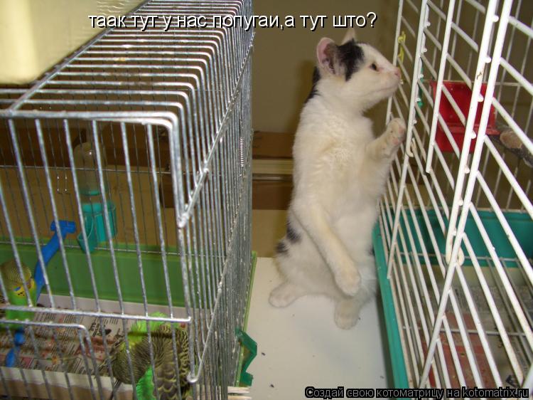 таак тут у нас попугаи,а тут што?... Котоматрица: таак тут у нас попугаи,а тут што?