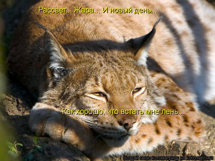 Рассвет... Жара... И новый день... Как хорошо, что встать мне лень...... Котоматрица: Рассвет... Жара... И новый день... Как хорошо, что встать мне лень...