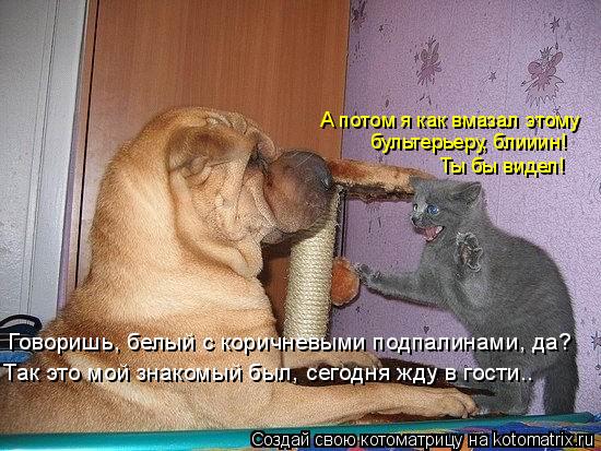 А потом я как вмазал этому бультерьеру, блииин! Ты бы видел! Говоришь, белый с коричневыми подпалинам... Котоматрица: А потом я как вмазал этому бультерьеру, блииин! Ты бы видел! Говоришь, белый с коричневыми подпалинами, да? Так это мой знакомый был, сегодня