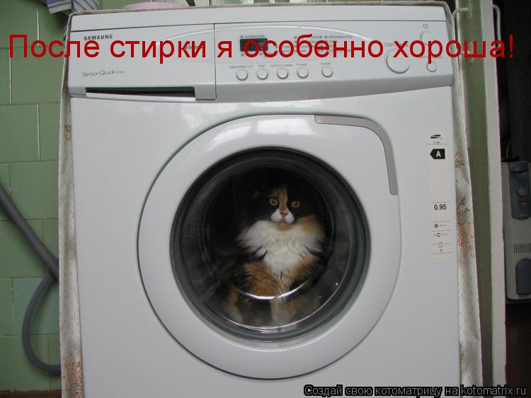 После стирки я особенно хороша!... Котоматрица: После стирки я особенно хороша!