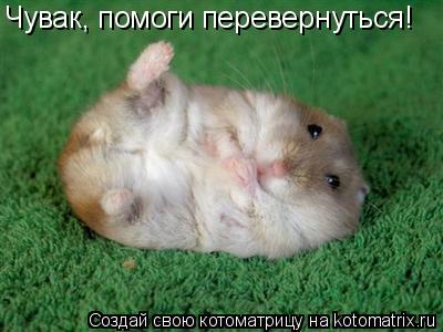 Котоматрица: Чувак, помоги перевернуться!