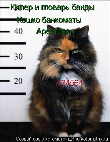Килер и гловарь банды Кошко банкоматы Арестован 534564... Котоматрица: Килер и гловарь банды Кошко банкоматы Арестован 534564