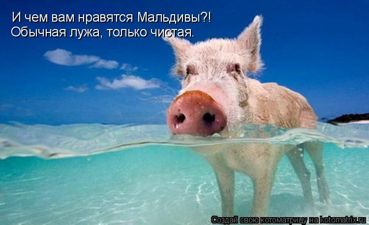И чем вам нравятся Мальдивы?! Обычная лужа, только чистая.... Котоматрица: И чем вам нравятся Мальдивы?! Обычная лужа, только чистая.
