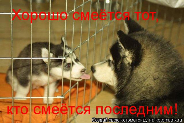 Хорошо смеётся тот, кто смеётся последним!... Котоматрица: Хорошо смеётся тот, кто смеётся последним!