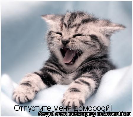 Отпустите меня домоооой!... Котоматрица: Отпустите меня домоооой!