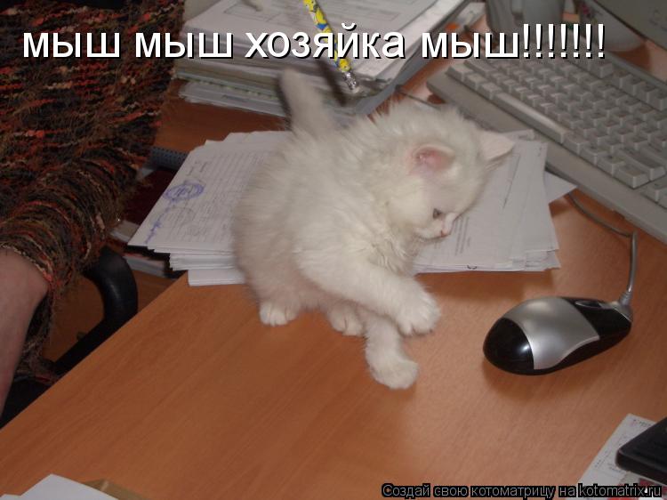 мыш мыш хозяйка мыш!!!!!!!... Котоматрица: мыш мыш хозяйка мыш!!!!!!!