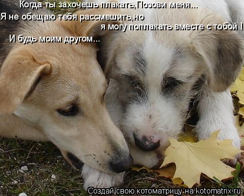 Котоматрица: Я не обещаю тебя рассмешить,но   я могу поплакать вместе с тобой ! Когда ты захочешь плакать,Позови меня...  И будь моим другом...