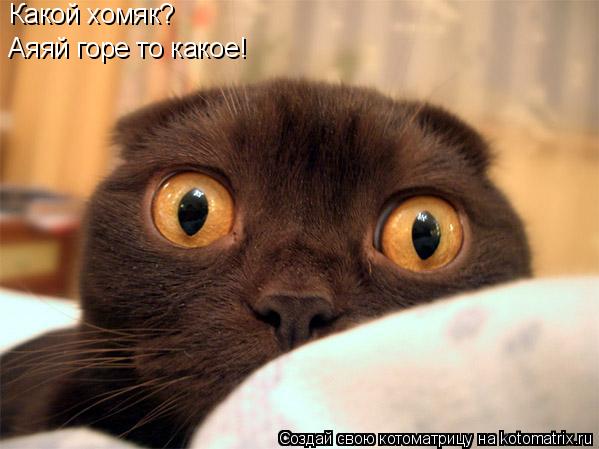 Какой хомяк? Аяяй горе то какое!... Котоматрица: Какой хомяк? Аяяй горе то какое!