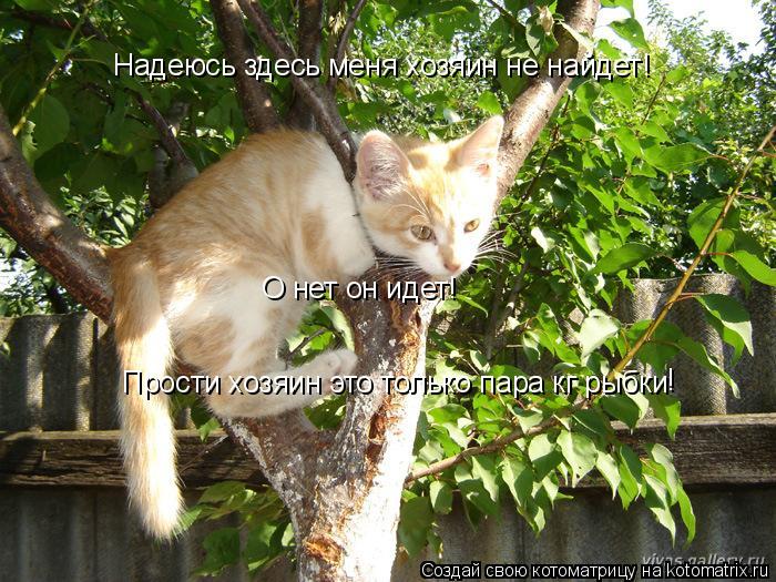 Надеюсь здесь меня хозяин не найдет! О нет он идет! Прости хозяин это только пара кг рыбки !... Котоматрица: Надеюсь здесь меня хозяин не найдет! О нет он идет! Прости хозяин это только пара кг рыбки !