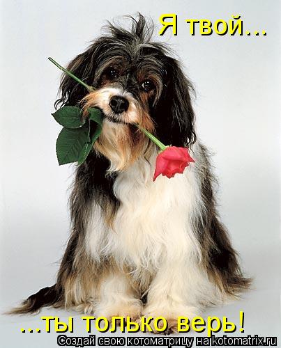 Я твой... ...ты только верь!... Котоматрица: Я твой... ...ты только верь!