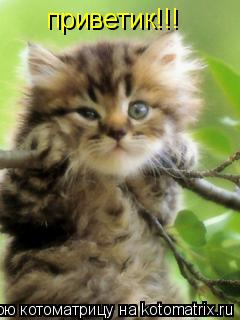 приветик!!!... Котоматрица: приветик!!!