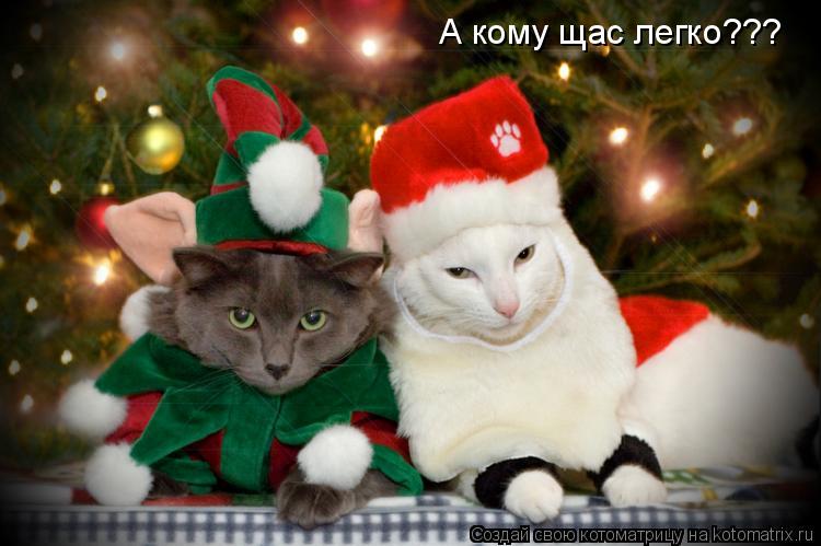 Котоматрица: А кому щас легко???