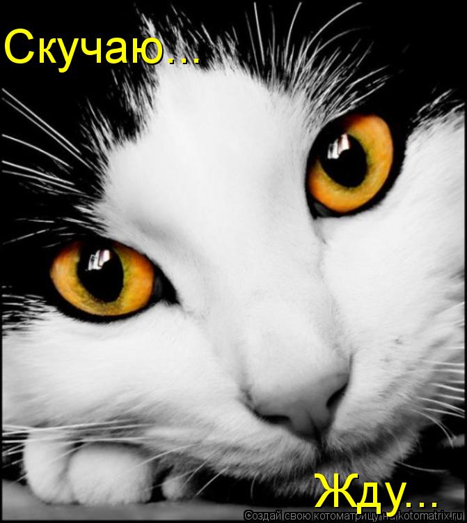 Скучаю... Жду...... Котоматрица: Скучаю... Жду...