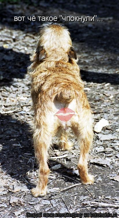 вот чё такое "чпокнули"...... Котоматрица: вот чё такое "чпокнули"...