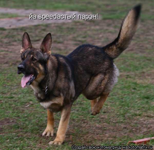 йа speedастый парэн!... Котоматрица: йа speedастый парэн!