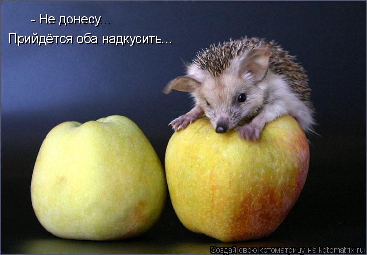 - Не донесу... Прийдётся оба надкусить...... Котоматрица: - Не донесу... Прийдётся оба надкусить...