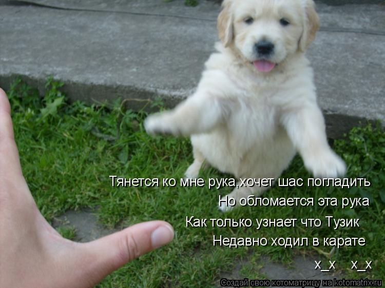 Котоматрица: Тянется ко мне рука,хочет шас погладить Но обломается эта рука Как только узнает что Тузик Недавно ходил в карате x_x    x_x