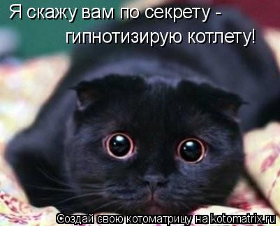 Я скажу вам по секрету - гипнотизирую котлету!... Котоматрица: Я скажу вам по секрету - гипнотизирую котлету!