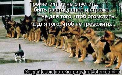 Пройти и глаз не опустить, быть равнодушнее и строже... не для того, чтоб отомстить, а для того, чтоб... Котоматрица: Пройти и глаз не опустить, быть равнодушнее и строже... не для того, чтоб отомстить, а для того, чтоб не тревожить...