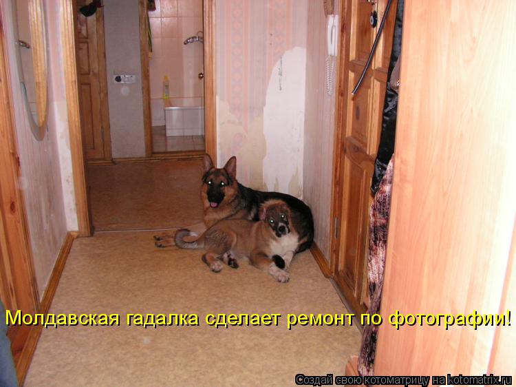 Молдавская гадалка сделает ремонт по фотографии!... Котоматрица: Молдавская гадалка сделает ремонт по фотографии!