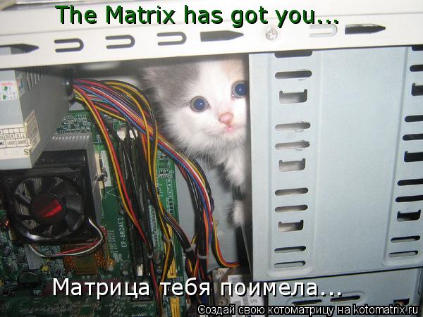 The Matrix has got you... Матрица тебя поимела...... Котоматрица: The Matrix has got you... Матрица тебя поимела...