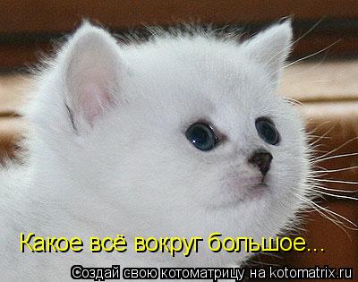 Какое всё вокруг большое...... Котоматрица: Какое всё вокруг большое...